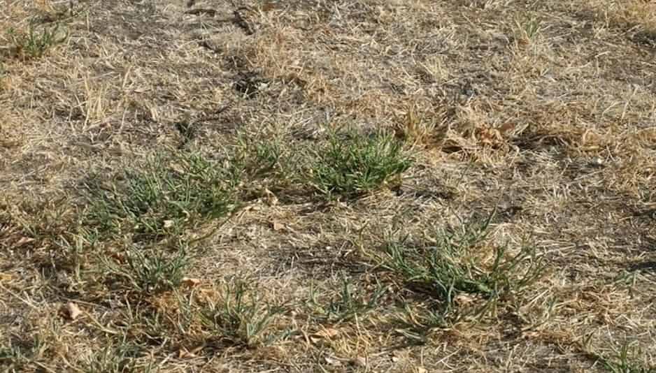 Seek and Find Puzzle: Can you spot a hidden snake in the grass in 6